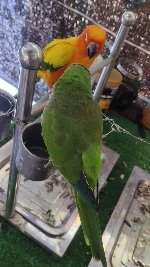 Two parrots perched together on a metal stand Vídeos de archivo 341110139