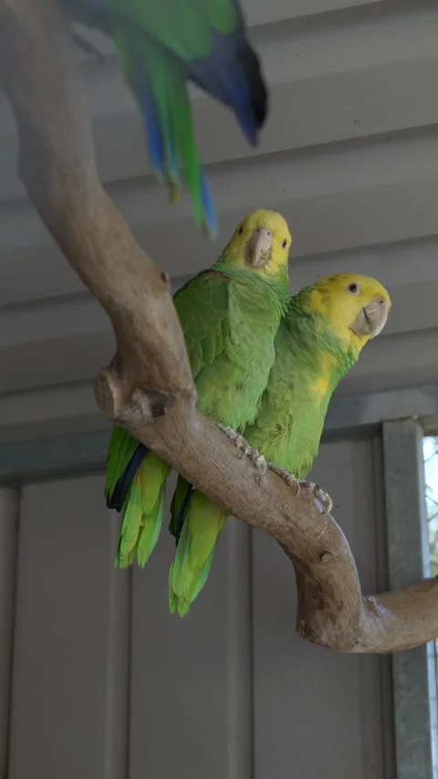 Two parrots perched together, social interaction of tropical birds. Likely 動画素材 331995414