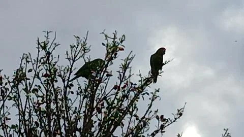 Two Parrots Perched on a Tree Branch Stock Photos