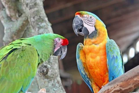 Two parrots perched on a tree Stock Photos
