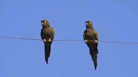 Two Parrots Perched on a Wire Against Clear Blue Sky Stock Footage 337142390