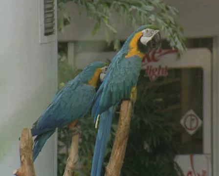 Two parrots perching Stock Footage 8854175