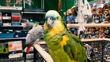 Two parrots in a pet shop Stock Footage 85809015