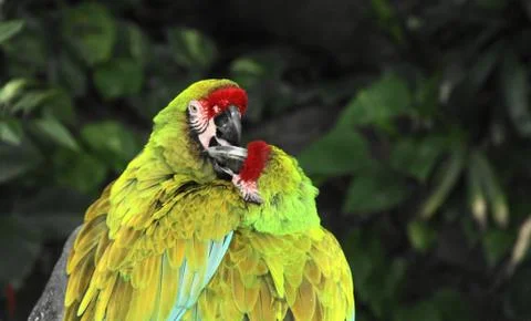 Two Parrots Foto stock