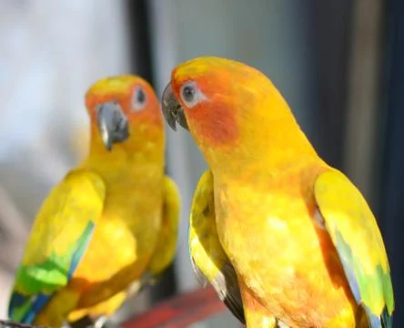 Two parrots Foto stock