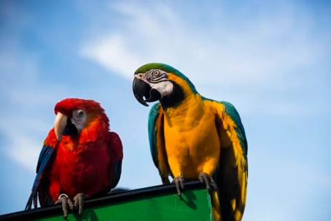 Two parrots Stock-Fotos