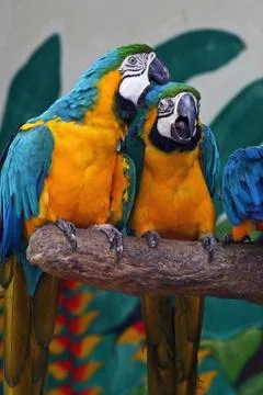 Two parrots Stock Photos