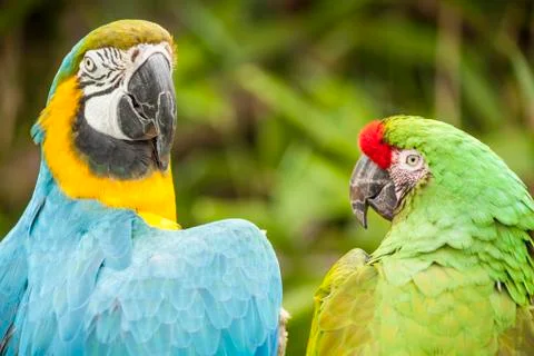 Two parrots Stock Photos