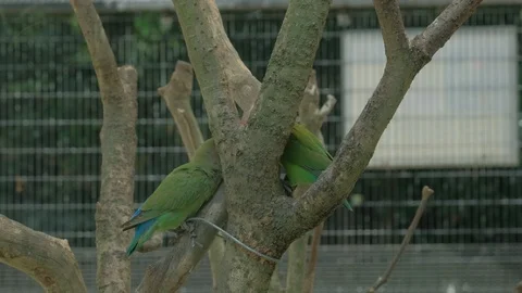 Two parrots playing in the tree Stock Footage 114826871