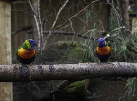 Two parrots in rainbow colors Stock Photos