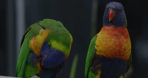Two Parrots, Rainbow Lorikeet 스톡 동영상 329401440