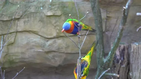 Two parrots rainbow lorikeet on a tree branch 스톡 동영상 197375386