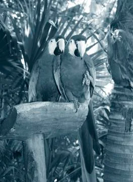 Two parrots in a rainforest Stock Photos