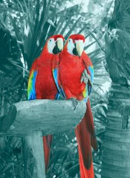 Two parrots in a rainforest Stock Photos