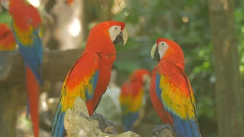 Two parrots on a rock Stock Footage 88022340
