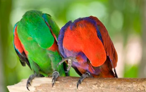 Two parrots scratch wing with beak, focus on right parrot Fotos de archivo