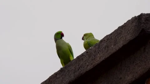 Two Parrots Sharing Love on the Wall of Qutub Minar, Delhi, India 스톡 동영상 263971954