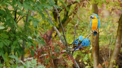 Two parrots sit on branches in the forest. Blue and yellow macaw 스톡 동영상 82701318