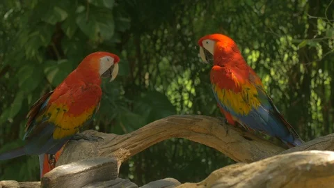 Two parrots sitting on a branch Stock Footage 88022147