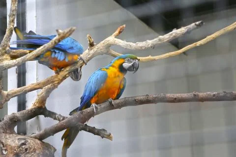 Two parrots sitting on a branch Stock Photos