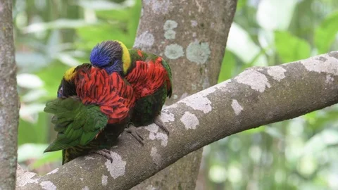 Two parrots sitting in tree branch and making love to each other Stock Footage 86792687