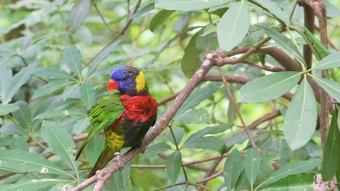 Two parrots sitting in tree branch and making love to each other Stock Footage 86792845