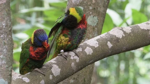 Two parrots sitting in tree branch and making love to each other Stock Footage 86794502