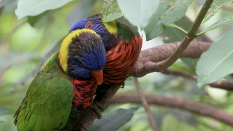 Two parrots sitting in tree branch and making love to each other Stock Footage 86794840