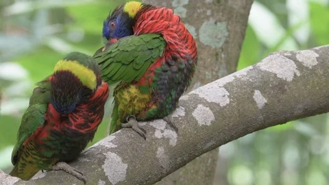 Two parrots sitting in tree branch and making love to each other Stock Footage 86795739