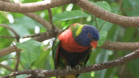 Two parrots sitting in tree branch and making love to each other Stock Footage 86797805