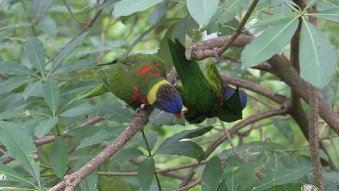 Two parrots sitting in tree branch and making love to each other Stock Footage 86800516