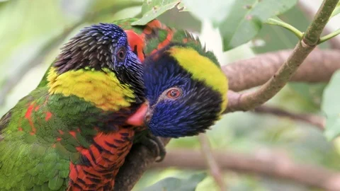 Two parrots sitting in tree branch and making love to each other Stock Footage 86803163