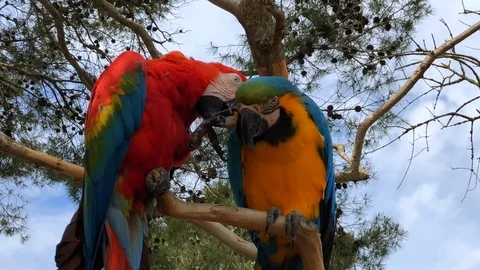 Two parrots sitting on a tree branch. Stock Footage 98640324