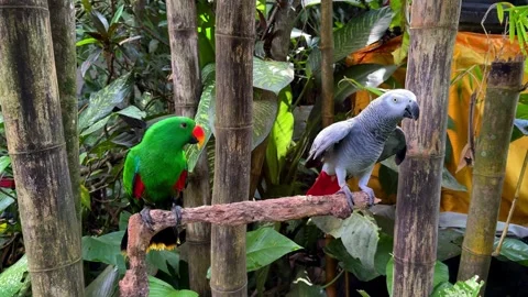 Two Parrots Sitting on Tree Branch Among Tropical Plants Vídeo Stock 347446658