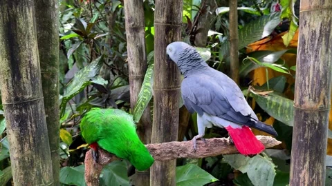 Two Parrots Sitting on Tree Branch Among Tropical Plants Vídeo Stock 347446687