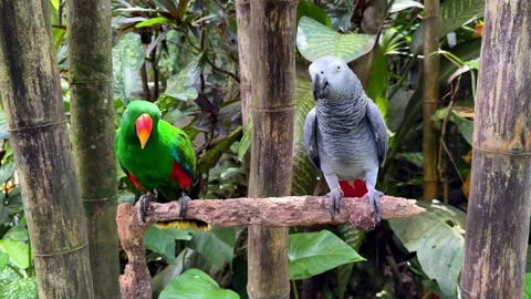 Two Parrots Sitting on Tree Branch Among Tropical Plants Vídeo Stock 347446767