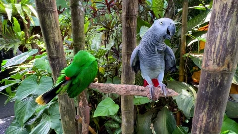 Two Parrots Sitting on Tree Branch Among Tropical Plants Vídeo Stock 347447113