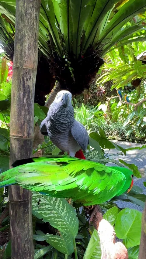 Two Parrots Sitting on Tree Branch Among Tropical Plants Vídeo Stock 347447463