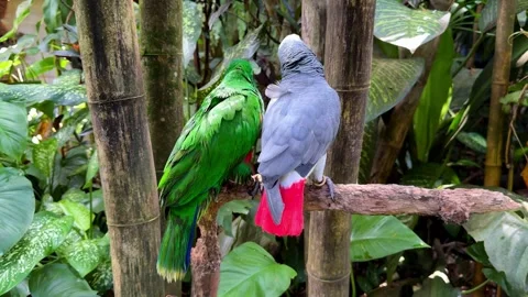 Two Parrots Sitting on Tree Branch Among Tropical Plants Vídeo Stock 347447488