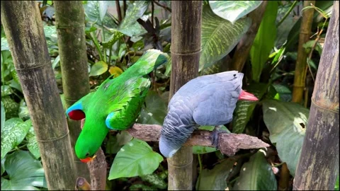 Two Parrots Sitting on Tree Branch Among Tropical Plants Vídeo Stock 347448057