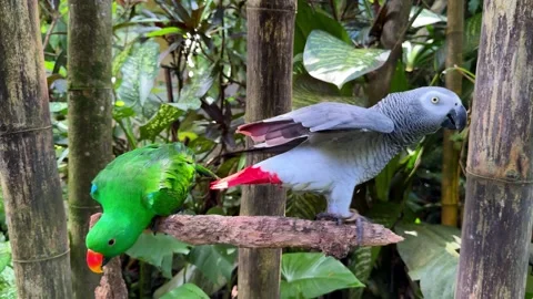 Two Parrots Sitting on Tree Branch Among Tropical Plants Vídeo Stock 347448135