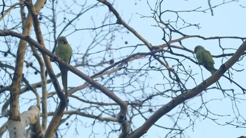 Two parrots sitting in a tree Stock Footage 116393241