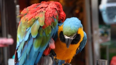 Two parrots standing Stock Footage 108726342