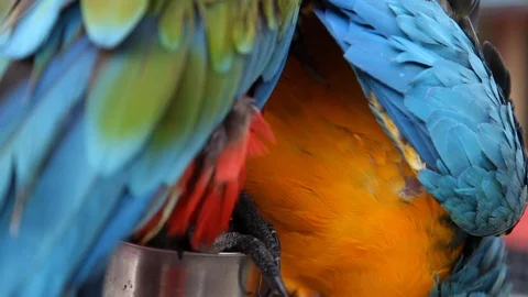 Two parrots standing Stock Footage 108726498