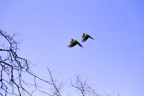 Two Parrots in Sync Stock Photos