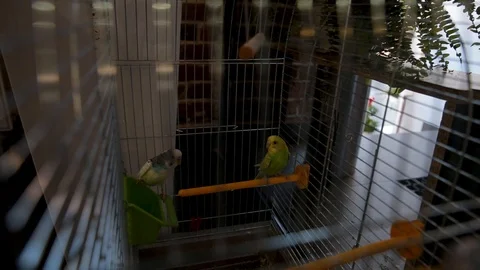 Two parrots telling secrets Stock Footage 98537748