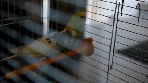 Two parrots telling secrets Stock Footage 98537789