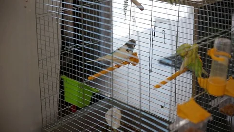 Two parrots telling secrets Stock Footage 98537841