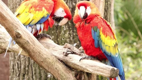 Two parrots on a tree branch. Stockbeeldmateriaal 86650321