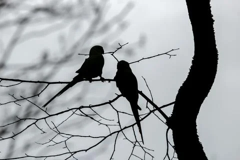 Two parrots on a tree branch silhouetted against the sky 스톡 사진